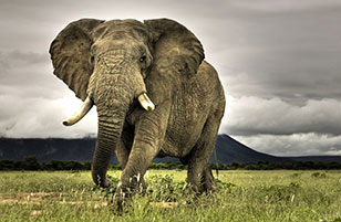 Africa Travel Specialist